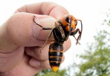 El plan de control de Tineo captura 1.800 reinas de avispa asiática