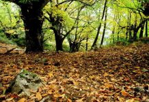 Desarrollo Rural avanza en los trámites para actualizar el Plan Forestal y modificar la Ley de Montes