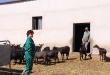 UPA propone ayudar a los ganaderos de caprino a reducir su producción láctea nacional un 10%