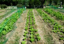 UPA pide que se autorice el trabajo en los huertos y parcelas familiares en toda España