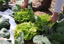 Casi un centenar de jóvenes agricultores asturianos se acogieron a la ayuda y recibieron más de 236.500 euros
