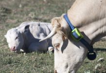 El Principado publica la convocatoria para la compra de dispositivos para monitorizar el ganado mediante GPS