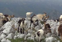El Ministerio destinará 10 millones de euros para ayudar a los ganaderos de ovino y caprino