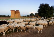 Agricultura atiende las alegaciones de UPA a las ayudas al ovino-caprino: «Nos han escuchado»