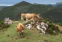 La ganadería extensiva asturiana como parte de la solución a los retos ambientales de la región