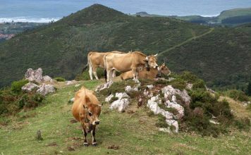 El Principado abre el plazo para solicitar las ayudas de la PAC de la convocatoria de 2020
