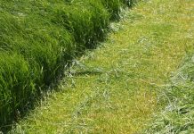 Selenio, otra forma de complementar las raciones del ganado vacuno fertilizando los forrajes