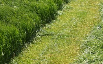 Selenio, otra forma de complementar las raciones del ganado vacuno fertilizando los forrajes