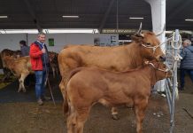 Tivo García, presidente de ASTOGAL: “La salud es más importante que el negocio”