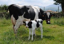 La ofensiva iniciada por la industria para tirar los precios de la leche incumpliría la Ley de Cadena Alimentaria