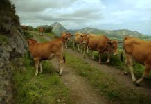 El saneamiento ganadero, actividad esencial para las explotaciones