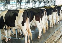 ASAJA denuncia la importación de leche y exige a la UE la intervención para controlar los excedentes comunitarios