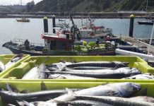 La flota asturiana dispondrá de un 71% más de cuota de xarda que el año pasado