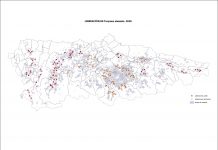 El Principado refuerza la lucha contra la avispilla del castaño con la suelta de más de 17.300 insectos que la parasitan