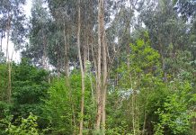 Pedro Suárez, pte. de ASMADERA: “En Asturias es necesario potenciar y poner en valor el monte”