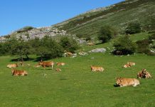 España consigue la apertura del mercado de Filipinas a la carne de vacuno