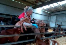 COVID-19: Incidencia demoledora en la producción láctea de caprino y ovino