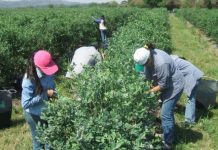 Prórroga de las medidas urgentes para la contratación temporal de trabajadores en el sector agrario