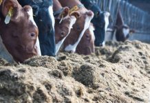 De Heus lanza GoalFeed®, una nutrición de precisión para cubrir las necesidades específicas en los robots de ordeño