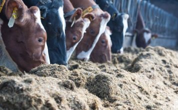 De Heus lanza GoalFeed®, una nutrición de precisión para cubrir las necesidades específicas en los robots de ordeño