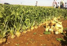 El ‘monopolio British Food’ hunde el precio de la remolacha en España y amenaza el cultivo