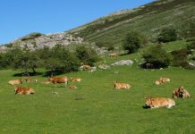 Ayudas de emergencia, hasta 7.000 euros para agricultores individuales del Fondo de Desarrollo Rural