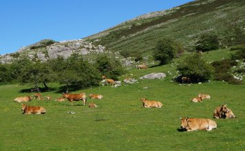 Ayudas de emergencia, hasta 7.000 euros para agricultores individuales del Fondo de Desarrollo Rural
