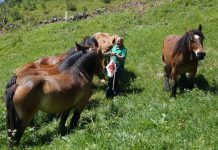 El equino de aptitud cárnica, al alza