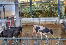 Lely Astronaut A5, una referencia en el ordeño automatizado