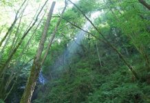 El uso de maquinaria en el monte queda prohibido cuando el índice de incendio forestal sea extremo
