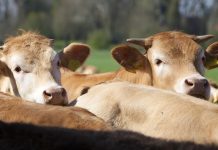 De Heus lanza un nuevo programa de alimentación para el cebo de terneros