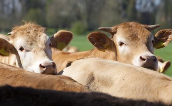 De Heus lanza un nuevo programa de alimentación para el cebo de terneros