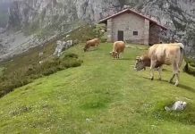 ASAJA geolocaliza ganado vacuno, ovino y caprino en la Montaña de Covadonga mediante collares con GPS