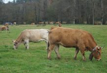 Alimerka mantendrá el volumen de compra actual de ternera asturiana a los ganaderos asturianos en 2021