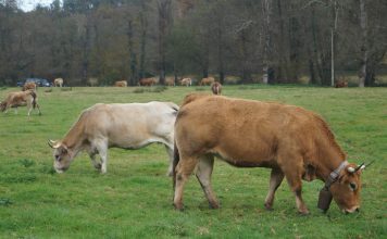 Alimerka mantendrá el volumen de compra actual de ternera asturiana a los ganaderos asturianos en 2021