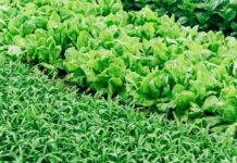 La superficie ecológica crece el 4,8 % en 2019 y se sitúa en 2,35 millones de hectáreas