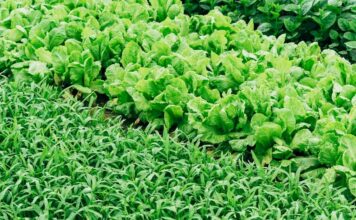 La superficie ecológica crece el 4,8 % en 2019 y se sitúa en 2,35 millones de hectáreas