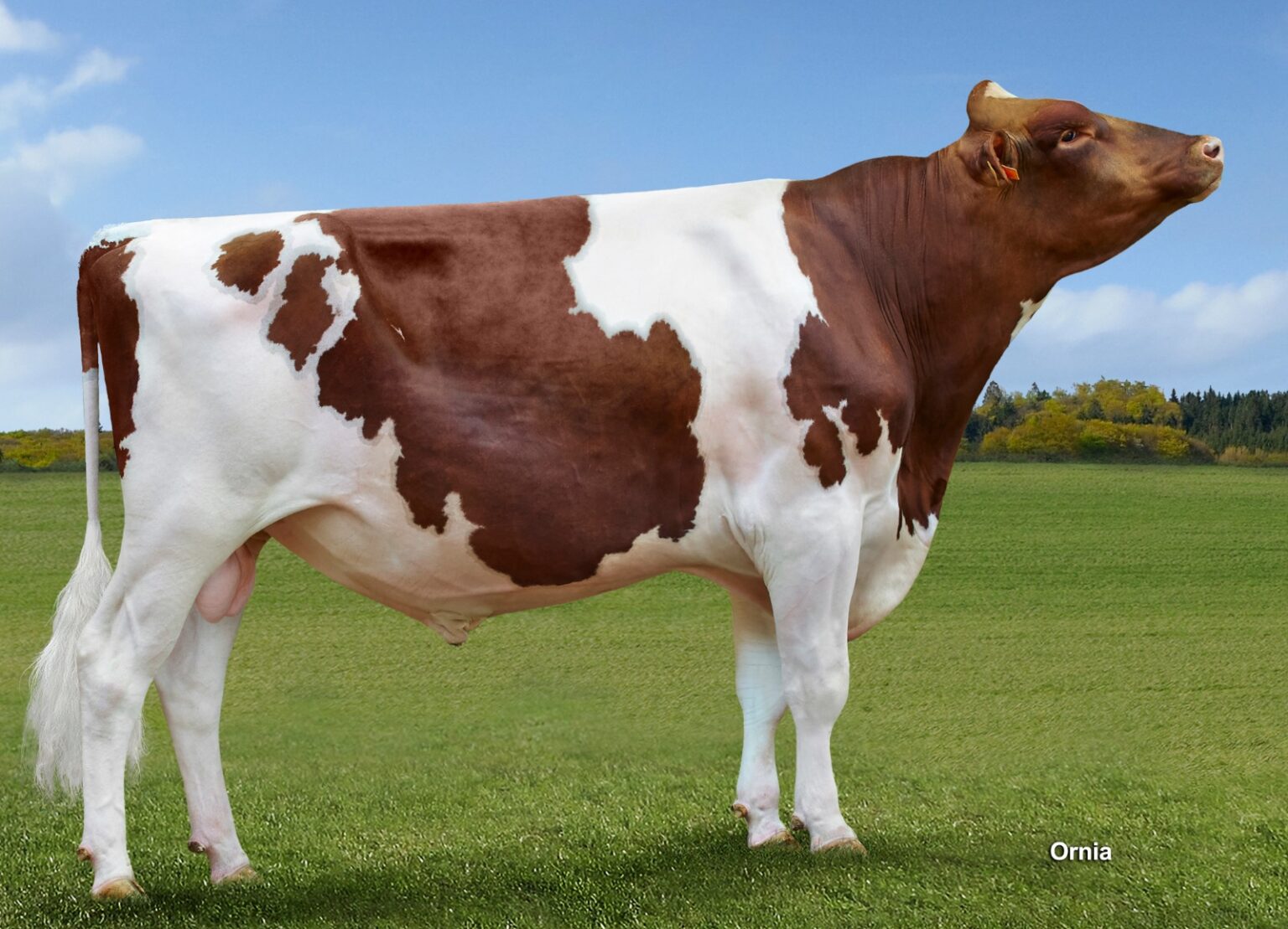 Jacot Red, uno de los grandes de la historia del Holstein rojo El