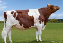 Jacot Red, uno de los grandes de la historia del Holstein rojo