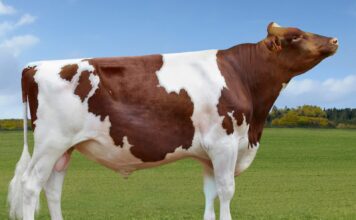 Jacot Red, uno de los grandes de la historia del Holstein rojo