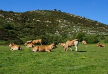 Ternera Asturiana agradece al consumidor su confianza tras el balance de un semestre marcado por la pandemia
