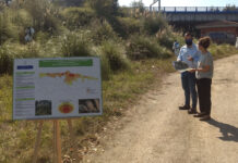 Nueva campaña para la erradicación del plumero de la pampa