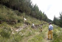 Proyecto piloto silvopastoral en Cabranes para prevenir incendios forestales