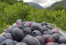 El arándano conquista Asturias