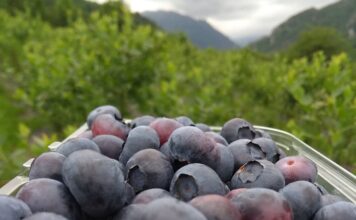 El arándano conquista Asturias
