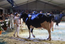 Una semana para presentar vídeos al Concurso de Ganado Virtual de Tineo