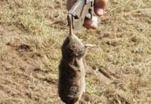 Cangas del Narcea abre hoy la oficina para que los afectados señalen las fincas dañadas por las ratas topo