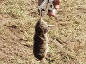 Cangas del Narcea abre hoy la oficina para que los afectados señalen las fincas dañadas por las ratas topo