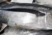 La flota del bonito aumenta un 11% su rentabilidad en la costera de este año