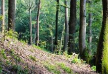 El Principado lanza una convocatoria de ayudas para el sector forestal que contribuirá al desarrollo de los montes